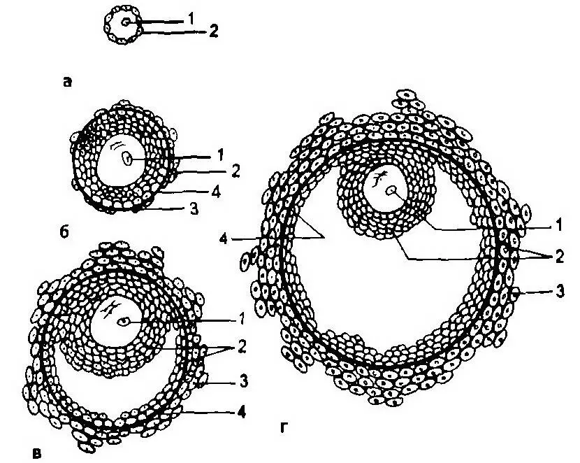 Рис 212 Этапы развития доминантного фолликула а примордиальный фолликул - фото 12