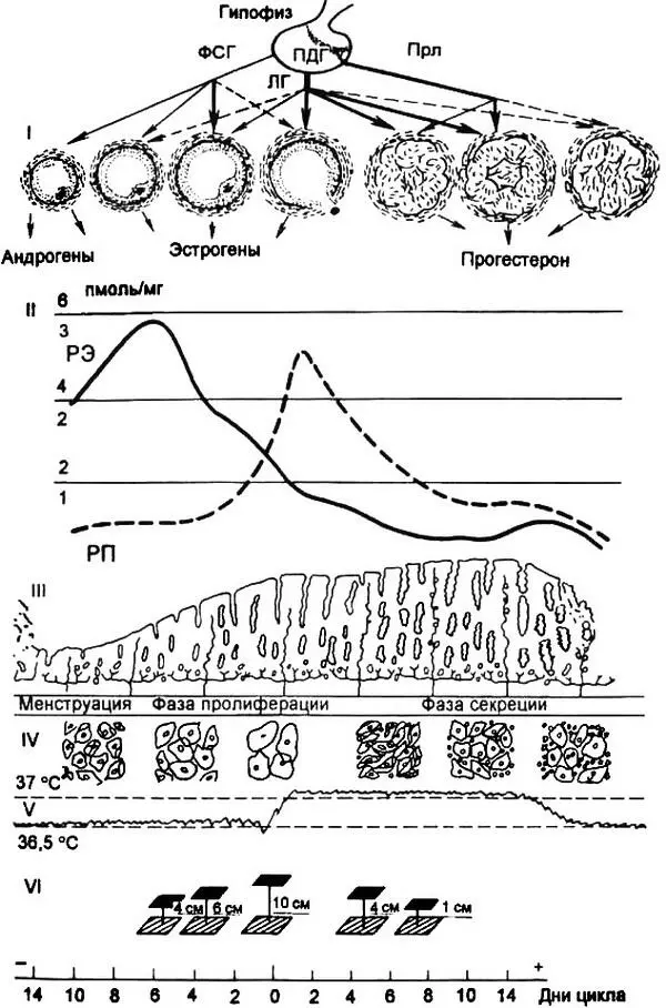 Рис 215 Циклические изменения в органах репродуктивной системы в течение - фото 16