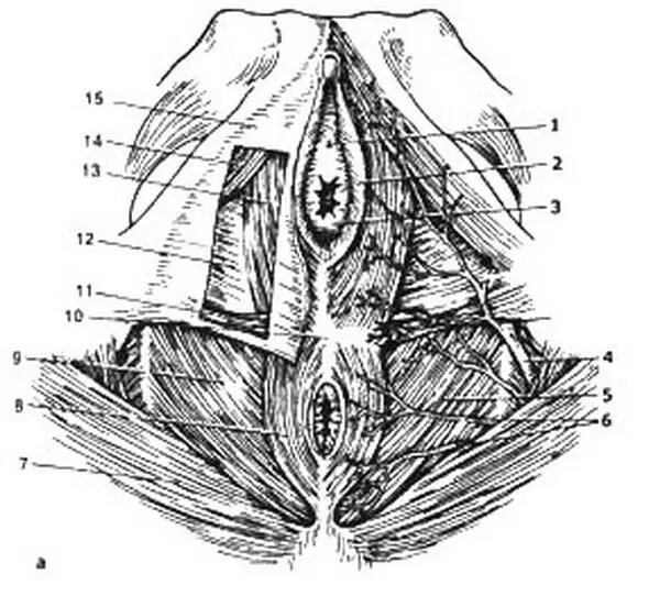 Рис 24 Женская промежность а поверхностный срез мочеполовой диафрагмы 1 - фото 4