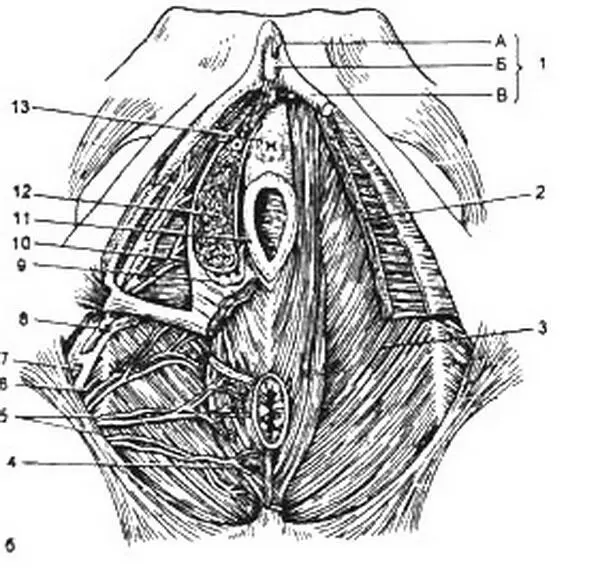 Рис 24 Женская промежность а поверхностный срез мочеполовой диафрагмы 1 - фото 5