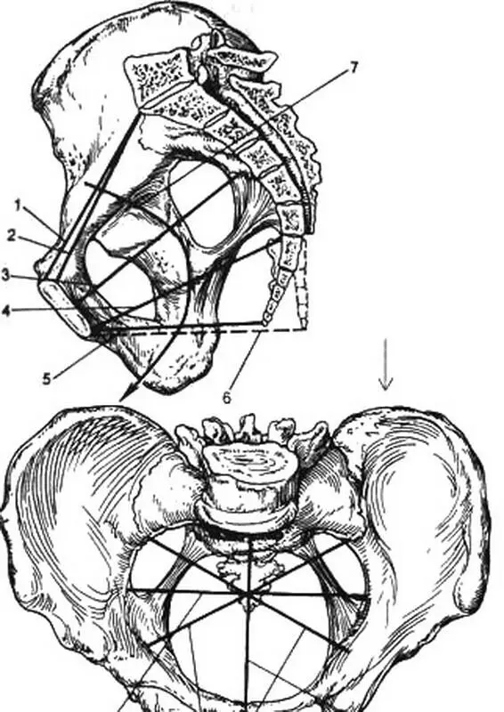 Рис 27 Женский таз сагиттальный срез 1 анатомическая конъюгата 2 - фото 8