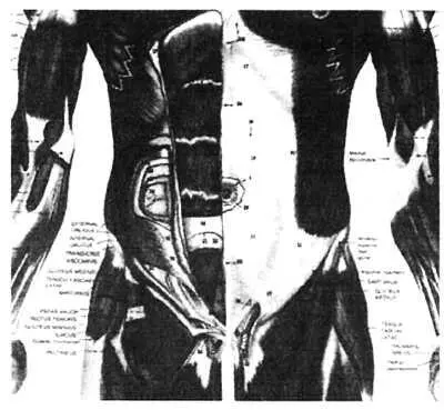 Рис 23 Анатомическая структура брюшной области Слои мышц чередуются с - фото 11