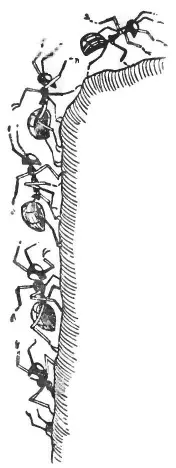 Четыреста серьёзных муравьев поползли гуськом по узенькой тропинке влезли на - фото 34