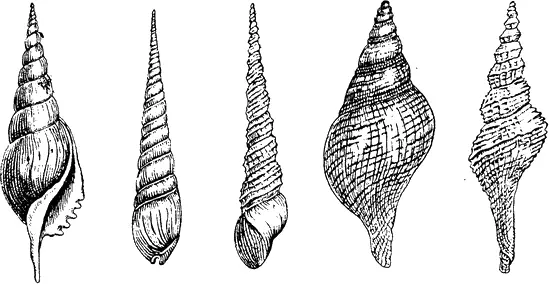 Рис 18 Раковины моллюсков закрученные вправо В некоторых районах штатов - фото 20