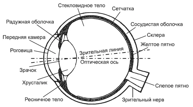 Рис 2Строение глаза Имея сложнейшее строение из восьми слоев тончайшая ткань - фото 2