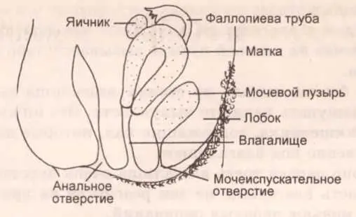 Рисунок 16 Органы воспроизведения взрослой женщины Как видно из этих рисунков - фото 45