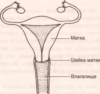 Рисунок 17 Шейка матки Подобно влагалищу шейка матки увеличивается в период - фото 46