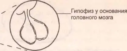 С началом полового созревания гипофиз начинает вырабатывать гормон ФСТ который - фото 47