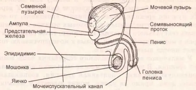 Рисунок 29 Поперечное сечение внутренних половых органов мужчины Как мы - фото 79