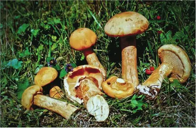Семейство Дождевиковые Lycoperdaceae Головач мешковидный головач округлый - фото 181