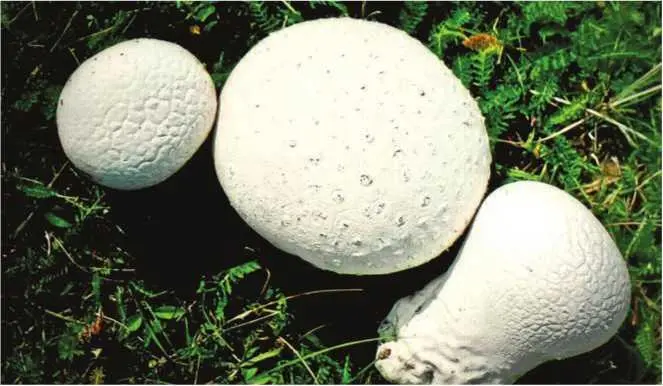 Головач продолговатый удлиненный головач сумчатый Calvatia excipuliformis - фото 182