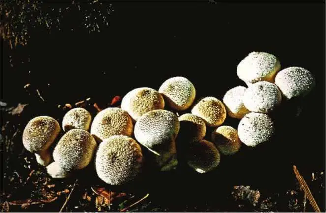 Семейство Веселковые Phallaceae Веселка обыкновенная веселка вонючая - фото 189