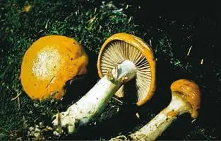 Паутинник пачкающий с 104 Паутинник фиолетовый с 105 Паутинник - фото 284