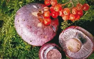 Паутинник фиолетовый с 105 Паутинник браслетчатый с 106 Паутинник - фото 285