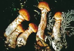 Паутинник браслетчатый с 106 Паутинник триумфальный с 107 Паутинник - фото 286