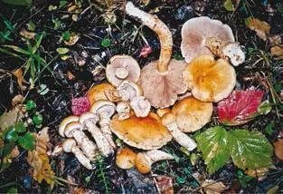 Паутинник триумфальный с 107 Паутинник белофиолетовый с 108 Колпак - фото 287