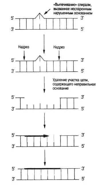 Рис 27 Репарация ДНК Ошибки в ДНКпоследовательности оснований которые - фото 11
