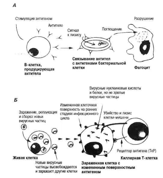 Рис 31 Антитела и киллерные Тклетки Сильно упрощенная схема защитной роли - фото 12