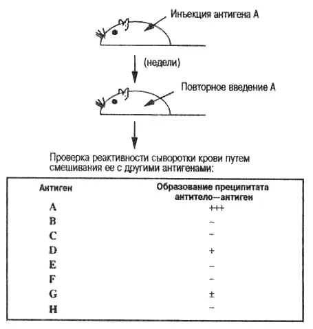 Рис 33 Основа специфичности антител Иммунизация определенным антигеном А - фото 14