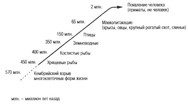 Рис 34 Позвоночные у которых обнаружена сходная с млекопитающими система - фото 15