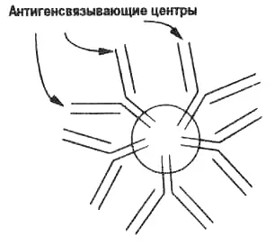 Рис 35 Строение пентамерной молекулы IgМ антитела состоящей из 10 - фото 16