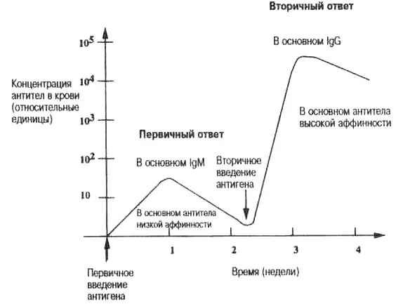 Рис 38 Первичный и вторичный гуморальный ответ Типичная зависимость от - фото 19