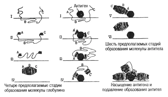 Рис 310 Инструктивная модель образования антител Лайнуса Поллинга Четыре - фото 21