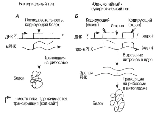 Рис 44 Строение бактериального гена и однокопийного эукариотического гена - фото 25