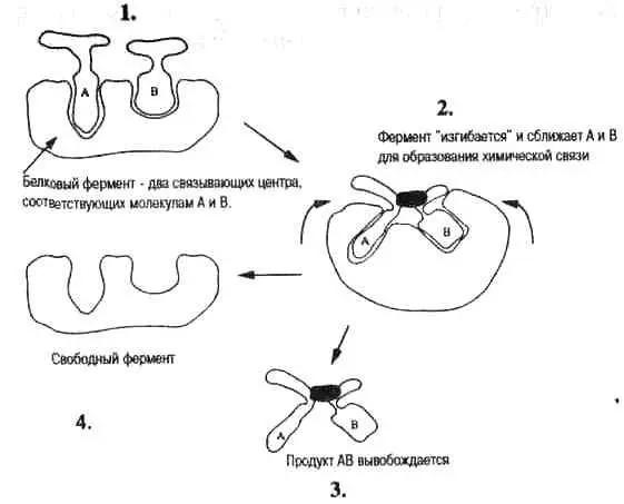 Рис 22 ферменты белки или РНК молекулярные машины или катализаторы - фото 6