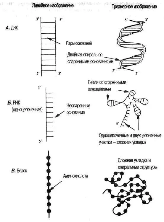 Рис 25 ДНК РНК и белки имеют трехмерную структуру На уровне генетической - фото 9