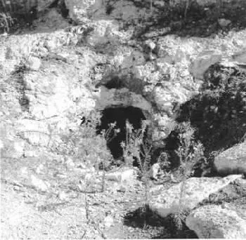 Таких нор здесь много Может быть они ведут в те самые Подземные Ходы В - фото 59