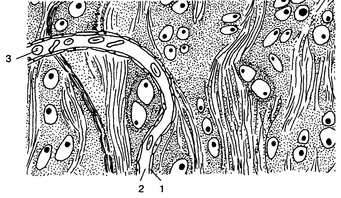 Капилляр в хрящевой ткани 1 стенка капилляра 2 просвет капилляра3 - фото 178