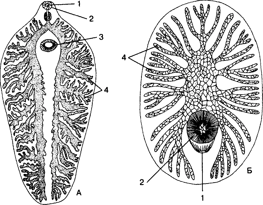 Пищеварительная система плоских червей А сосальщика Б турбеллярии отряда - фото 40