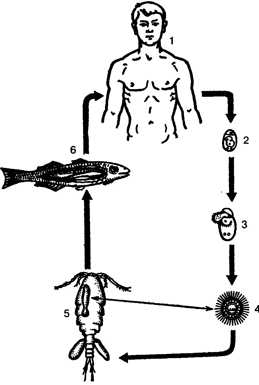 Жизненный цикл широкого лентеца 1 окончательный хозяин человек со - фото 42
