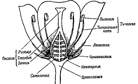 Строение цветка Так пчела опыляет цветок Нектарники в цветке растения - фото 70