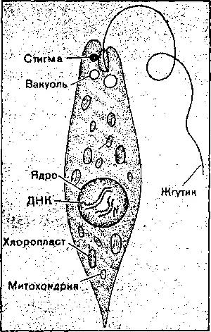Строение клетки у эукариот Клетки растений отличаются толстой клеточной - фото 73