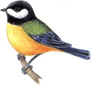 Эта распространенная птичка относится к семейству синиц и подотряду певчих - фото 17