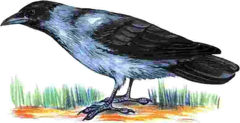 Серая ворона семейство вороновых хотя и издает неблагозвучное карканье тоже - фото 79
