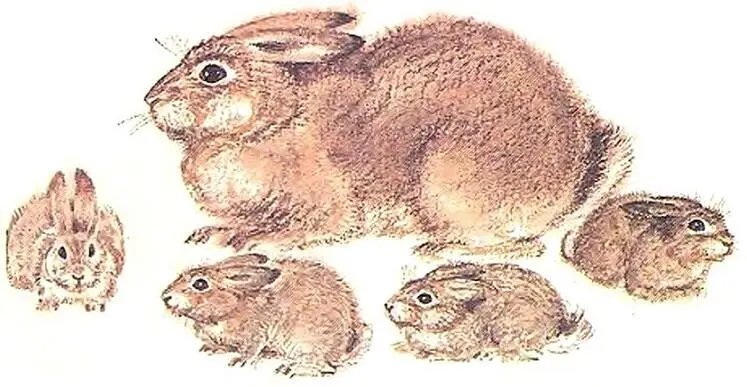 С виду кролик вроде совсем как заяц Такие же у него длинные уши и задние ноги - фото 2