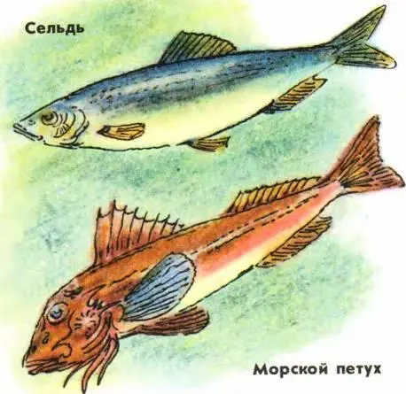 Как же так разве могут рыбы говорить Почему же они молчат в аквариуме Дело в - фото 70
