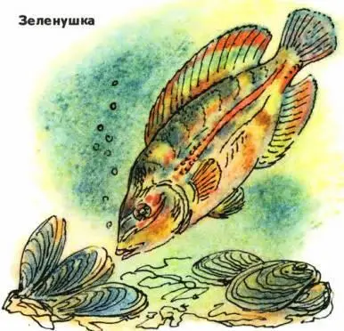Есть в Чёрном море рыбызеленушки Когда они едят свою пищу ракушекмидий то - фото 72