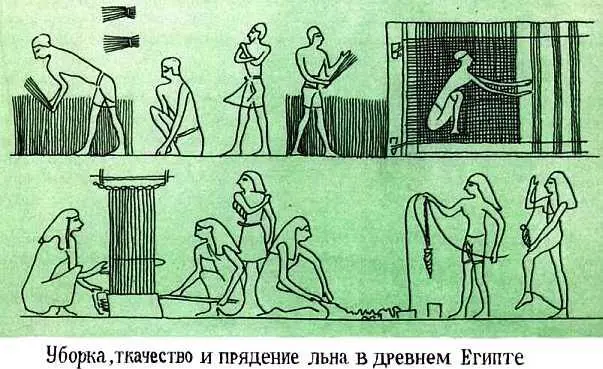 Как быстрее размножить лендолгунец Вешним солнцем окроплен прорастает в - фото 27