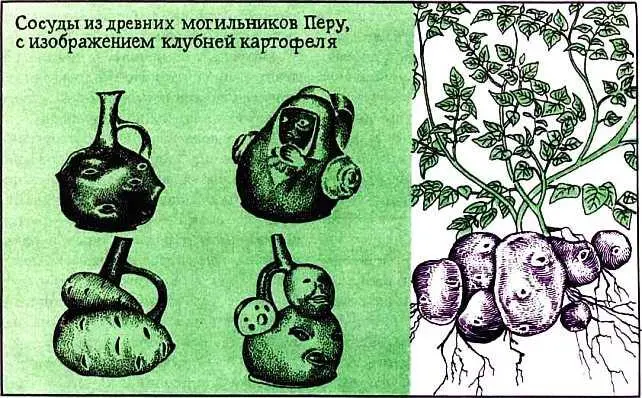 При каких условиях можно получить ранний урожаи картофеля Картофель хлебу - фото 35
