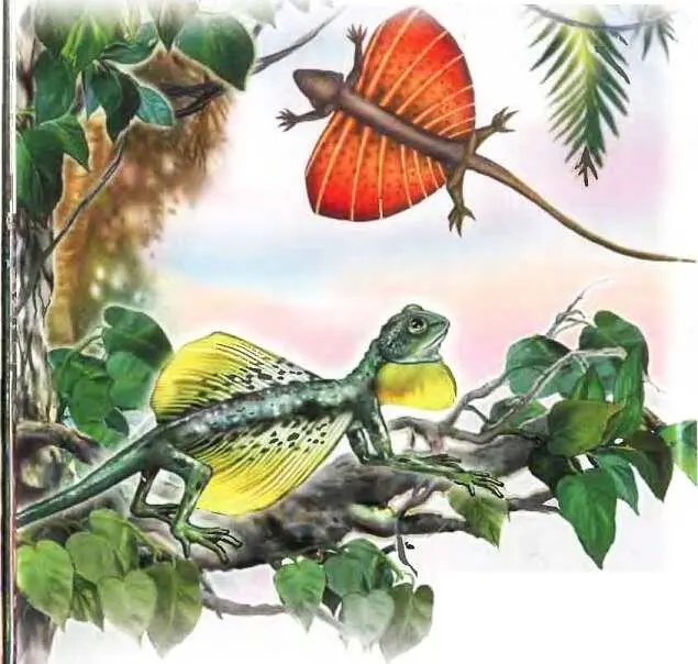 Летучий дракон Шерстокрыл В тех же тропических лесах живут шерстокрылы Их - фото 10