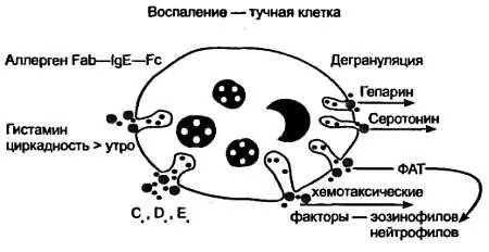 Рис 2 Патогенетические механизмы ложноаллергических реакций Приведенная - фото 5
