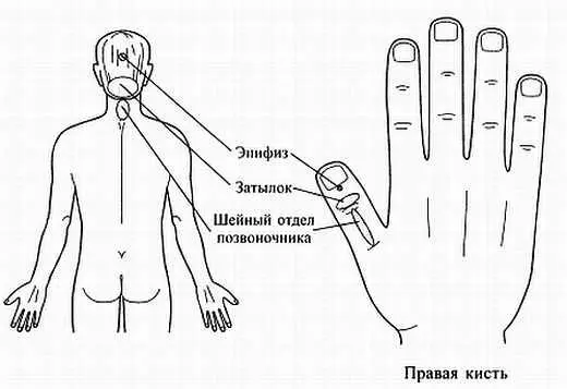 Рис 110 Соответствия затылку шейному отделу позвоночника и эпифизу Рис - фото 103