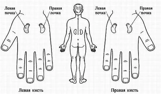 Рис 111 Соответствии почкам Рис 112 Соответствие солнечному сплетению - фото 104