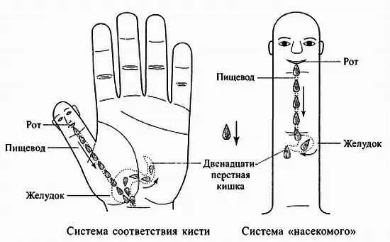 Рис 117 Применение яблочных семян для улучшения пищеварения Учитывая что - фото 110
