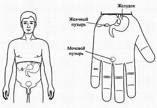 Рис 90 Соответствия желчному пузырю желудку мочевому пузырю на левой кисти - фото 84