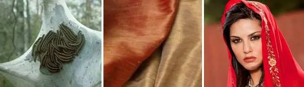 С самим вывевшим мне эту стриженую породу гусениц ливийцем забавная - фото 112